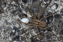 La Lycose tarentuline ou Tarentule radie ou Fausse tarentule ou encore Hogna raye. Une femelle et sa progniture (Araneae - Lycosidae - Hogna radiata)